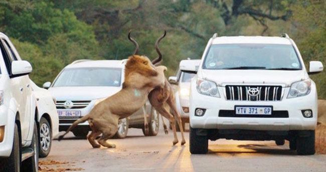aslanlar-avini-trafikte-yakaladi-3