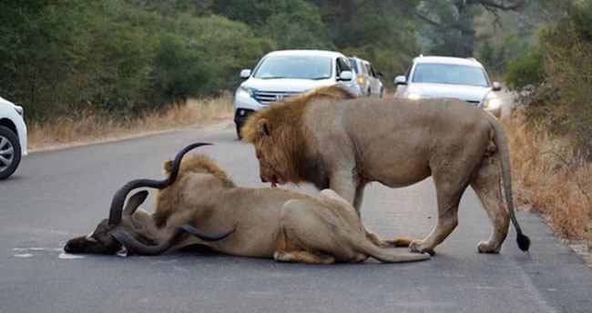 aslanlar-avini-trafikte-yakaladi