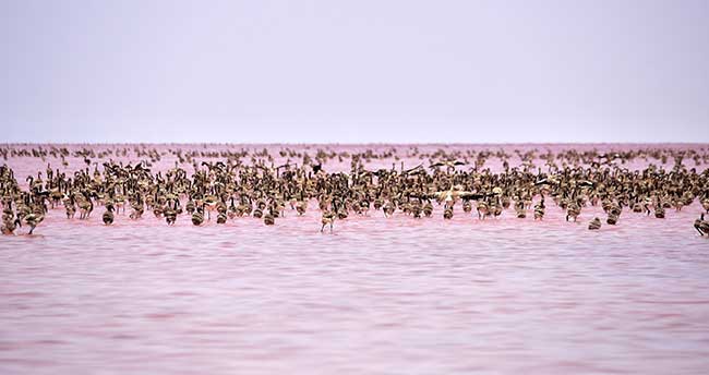 tuz-golunde-yavru-flamingo-sevinci-1