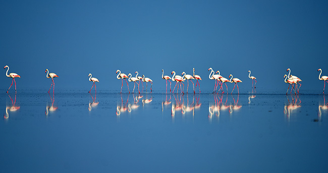 tuz-golunde-flamingo-kresi-5