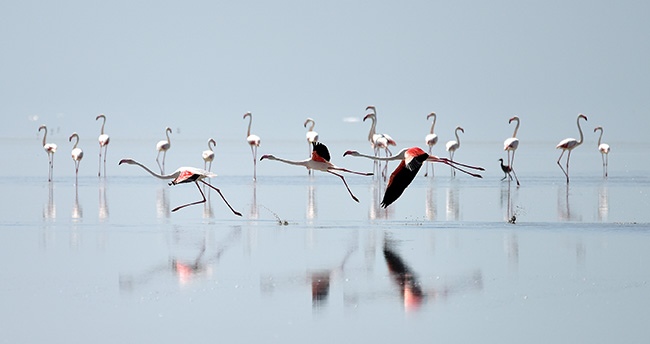tuz-golunde-flamingo-kresi-6