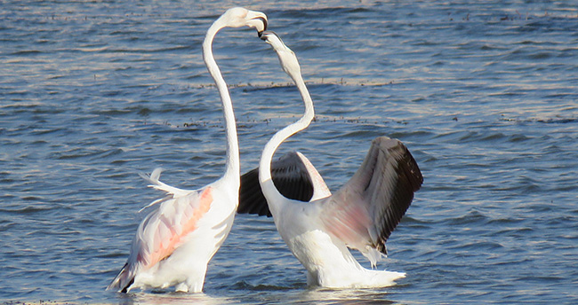 genc-flamingolar-buyuk-goce-hazirlaniyor-2
