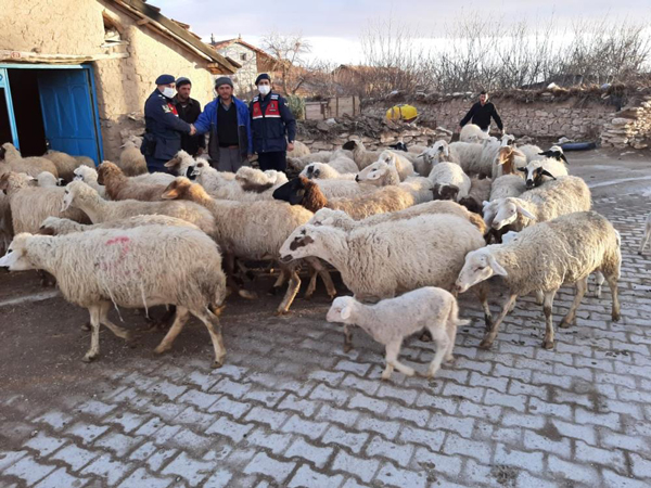 konya da 124 koyun calininca kuzulari biberonla beslemeye baslamislardi 99 tanesi bulundu