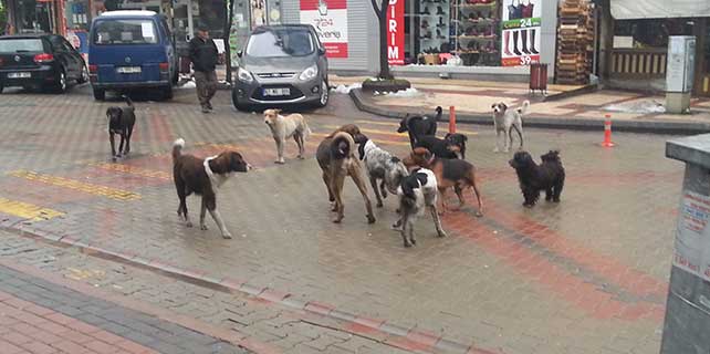 Bu da köpek çetesi