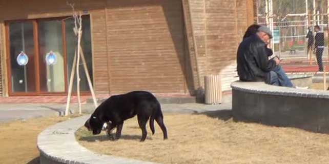 Havlayan köpekten kaçarken hayatını kaybetti