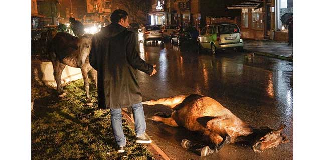 Düşen atı vatandaşlar kaldırdı