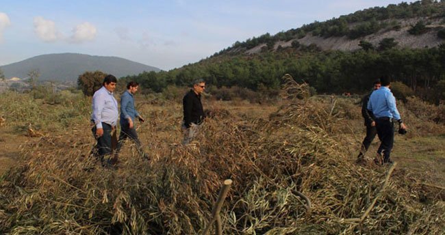 6 Bin Zeytin Ağacı Boşuna Mı Kesildi?