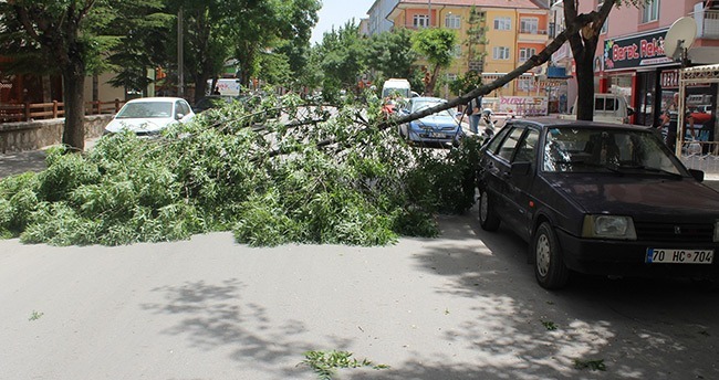 Kırılan dal yolu trafiğe kapattı