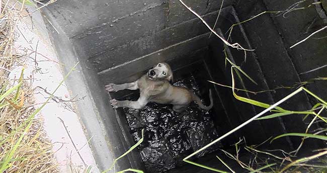 Rögara düşen köpek kurtarıldı