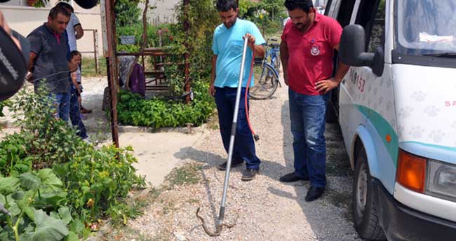 Havalar ısındı, yılanlar şehre indi