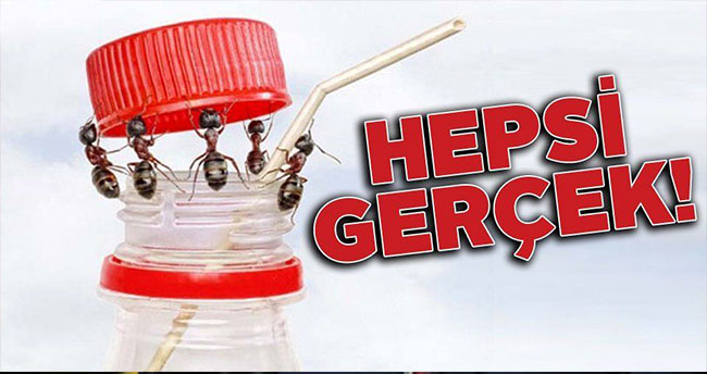 Bu fotoğrafların hepsi gerçek!