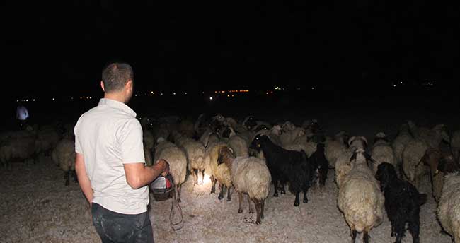 Zehirli yem yedirilen hayvanlar telef oldu