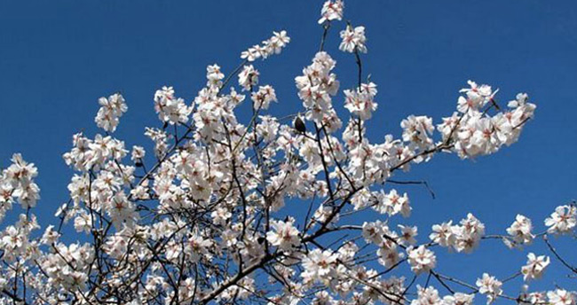 Nevruz nedir? Nevruz ne anlama gelir?