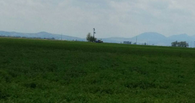 Karapınar’da 17 yaşındaki genç tarlada ölü bulundu
