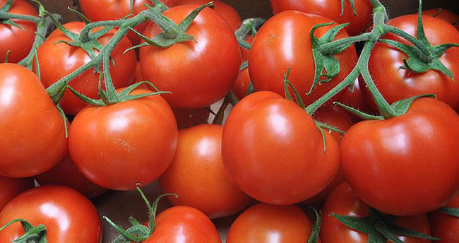 Domates üretiminin yarısı beş ilde