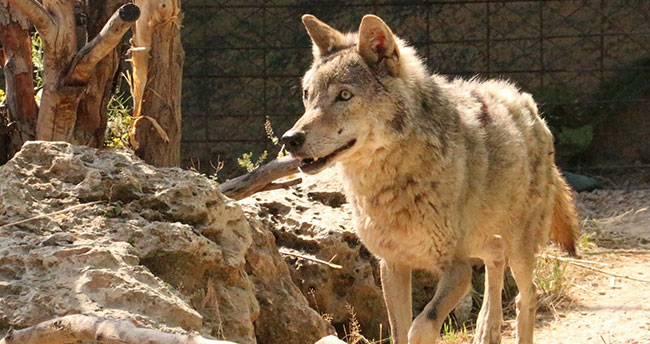 Karatay Belediyesi nesli tükenmekte olan hayvanları koruma altına alıyor