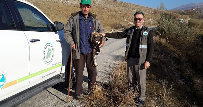 Konya’da yaralı bulunan kartal koruma altına alındı