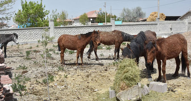 Atlar çevredeki çiftçilere dağıtıldı