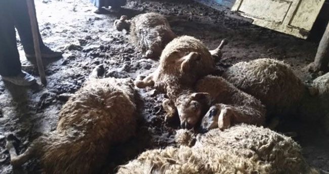 Ağıla giren kurtlar 20 koyunu telef etti