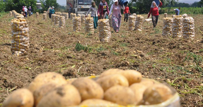 Domates ve patates fiyatları sabit tutulacak