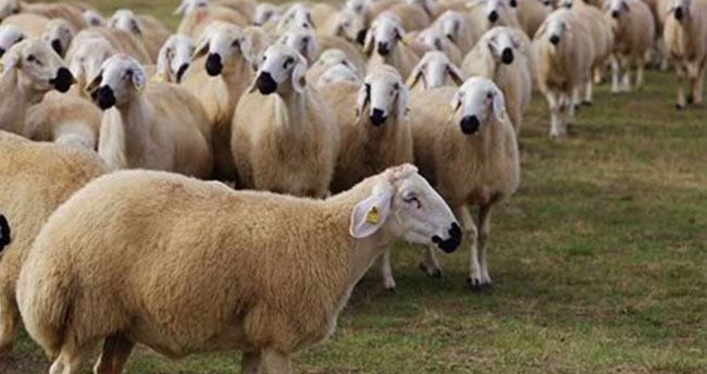 Jandarmadan hayvan hırsızlığına karşı uyarı!
