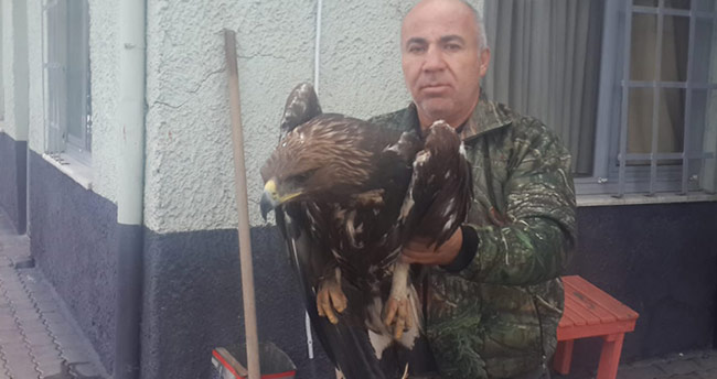 Yaralı kartal koruma altına alındı