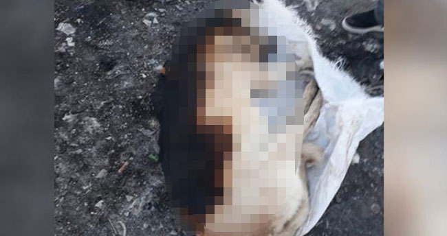 Konya’da çuval içerisinde yakılmış köpek ölüsü bulundu