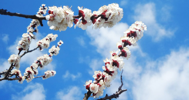 Baharın başlangıcı kabul edilen bayram: Nevruz
