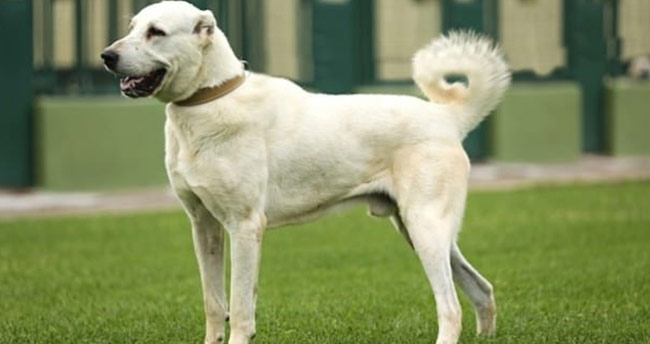 Kangal ve Akbaşlara özel koruma