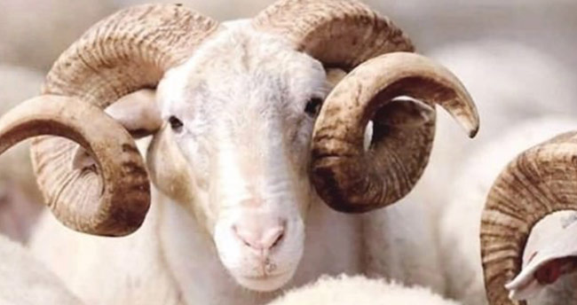Kızılay kurban vekalet bedelini açıkladı