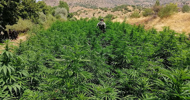 Diyarbakır’da 10 milyon kök Hint keneviri ele geçirildi
