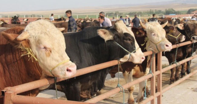 Kurbanlık seçecekler dikkat! Hayvanda eğer bunlar varsa kesinlikle almayın