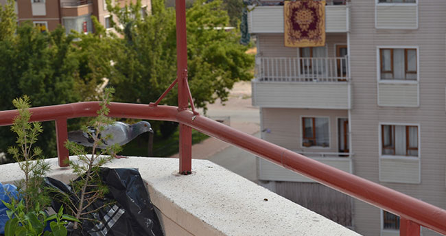 Konya…Balkona yumurtlayan güvercine aile bireyleri gibi sahip çıktılar
