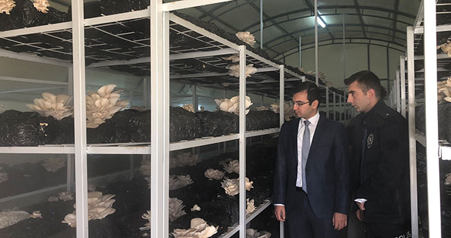 Kaymakam Taşkıran mantar üretim tesisini inceledi