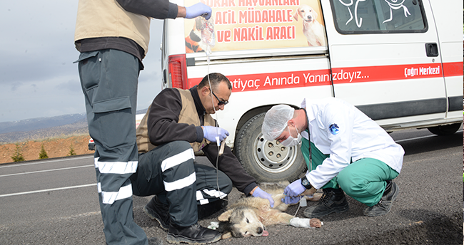 Konya’da sokak hayvanlarına dev barınak