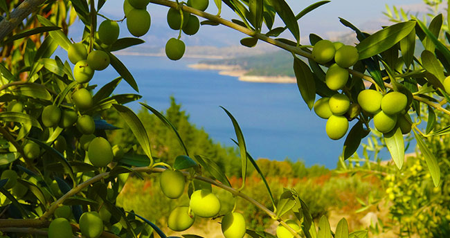 Ermenek’te zeytin, yöre halkının umudu oldu