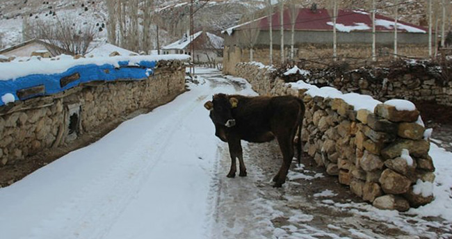 Kara yoluna çıkan ineğin sahibine 108 lira ceza