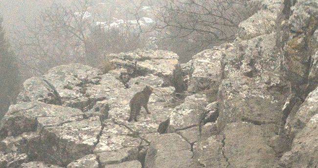 Toroslarda Siyah Benekli Vaşak görüntülendi