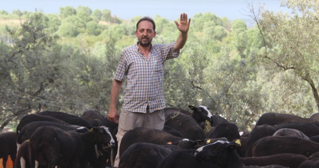 Bu koyunu almak isteyenler 5 ay sıra bekliyor