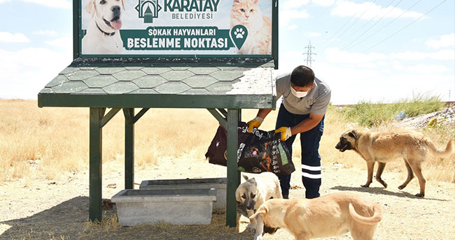 Karatay Belediyesi, sokak hayvanlarını yalnız bırakmıyor