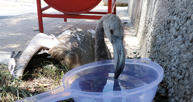 Yaralı flamingoyu polis memurları elleriyle besledi