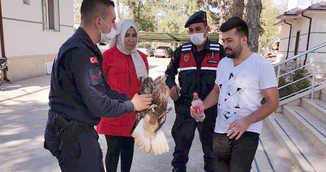 Yaralı şahine jandarma sahip çıktı