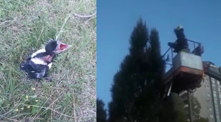 Konya’da ifaiye yuvadan düşen saksağan yavrusu için seferber oldu