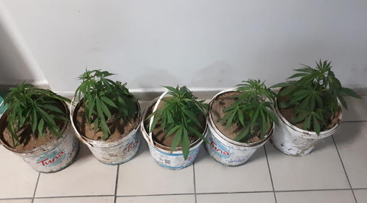Konya’da polis kavga eden 7 kişiye müdahale etti, 5 saksı esrar yakaladı