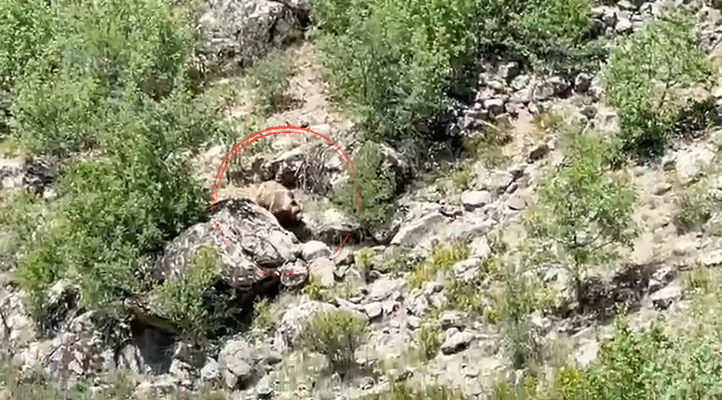 Nesli tehlike altında olan bozayı Konya’da görüntülendi