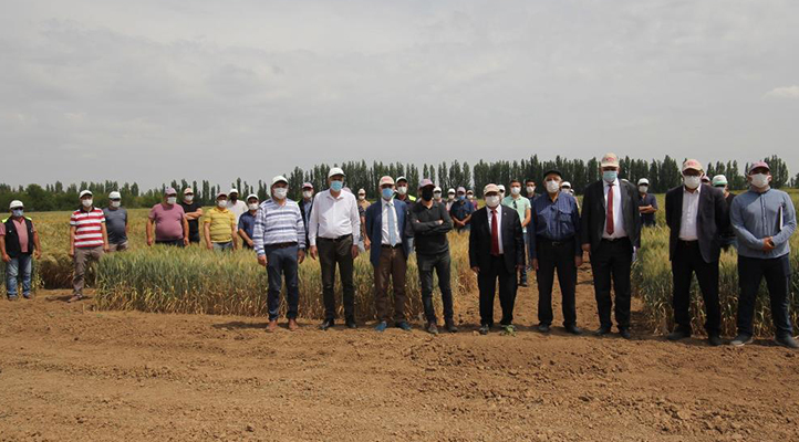 Konya Gıda ve Tarım Üniversitesi yerli ve milli buğday ıslahında sona geldi