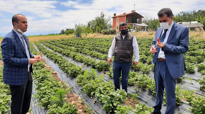 Hüyük, Konya’da üretilen çileğin yüzde 42’sini karşılıyor