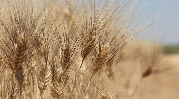 Tahıl ambarı Konya Ovası’nda buğday rekoltesi yüzde yüzde 51 oranında düştü!