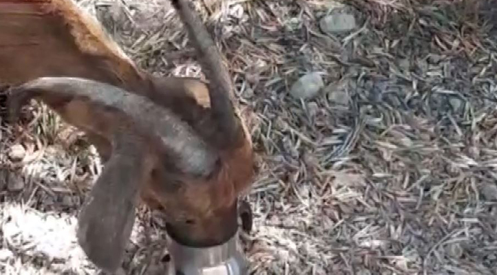 Yürek yakan anlar! 6 gün alevlerin arasında mahsur kalan keçi, kurtarıldıktan sonra litrelerce suyu kana kana içti