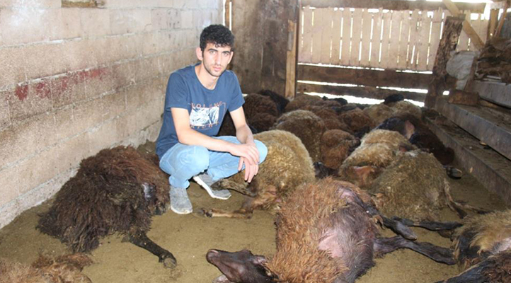 Kurt ağıla girdi: 40 koyun öldü, 6 koyun yaralı